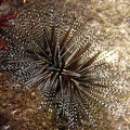 Bleistift Diademseeigel (Echinothrix calamaris)